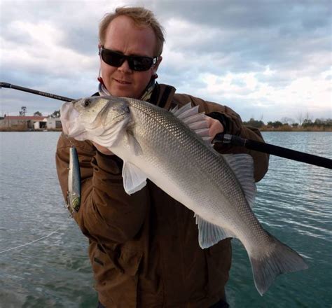 bass significado|bass in spanish fish.